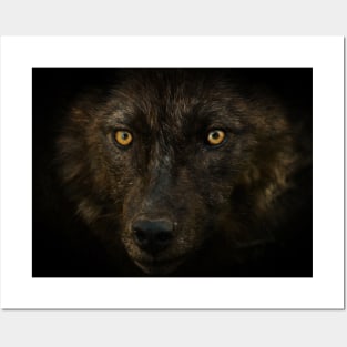 Wolf Eyes - Black Wolf Posters and Art